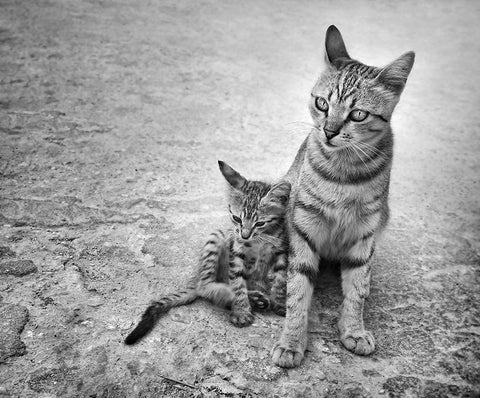 Never Leave Me Alone White Modern Wood Framed Art Print with Double Matting by Heine, Ben