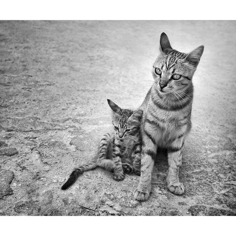 Never Leave Me Alone Black Modern Wood Framed Art Print by Heine, Ben