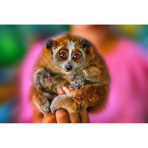 Slow Loris 2 - Thailand - 92 Gold Ornate Wood Framed Art Print with Double Matting by Heine, Ben