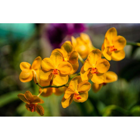 Thailand - 85 Black Modern Wood Framed Art Print with Double Matting by Heine, Ben