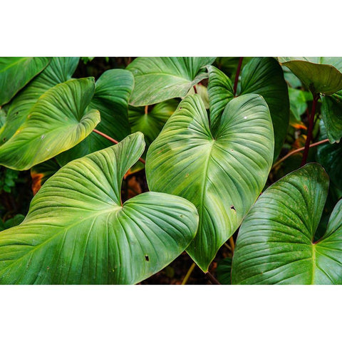 Thailand - 158 Gold Ornate Wood Framed Art Print with Double Matting by Heine, Ben