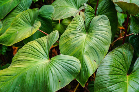 Thailand - 158 Black Ornate Wood Framed Art Print with Double Matting by Heine, Ben