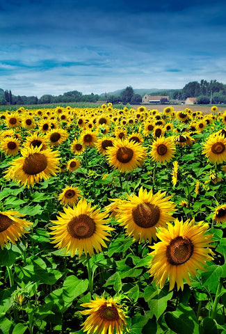 Turn your Face to the Sun Black Ornate Wood Framed Art Print with Double Matting by Heine, Ben