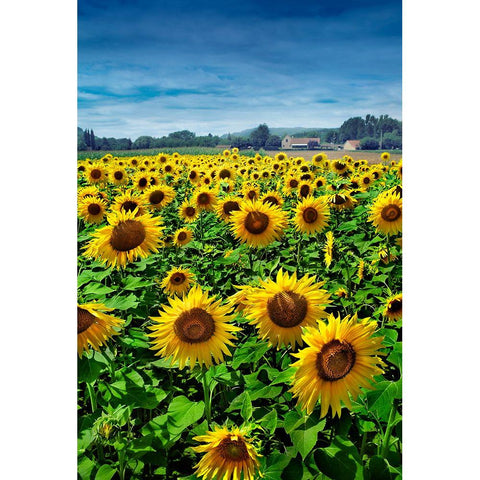 Turn your Face to the Sun Gold Ornate Wood Framed Art Print with Double Matting by Heine, Ben