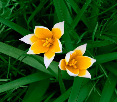 Birth White Modern Wood Framed Art Print with Double Matting by Heine, Ben