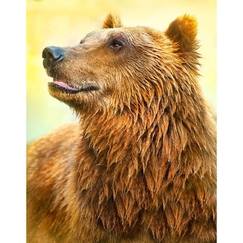 Cute Bear White Modern Wood Framed Art Print by Heine, Ben