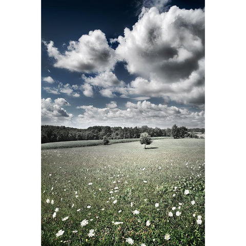 Meadow Black Modern Wood Framed Art Print by Heine, Ben