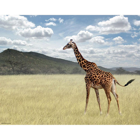 Once Upon a Time in Kenya - 3 White Modern Wood Framed Art Print by Heine, Ben