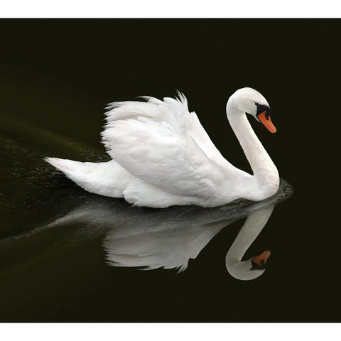 Swan 1 White Modern Wood Framed Art Print by Heine, Ben