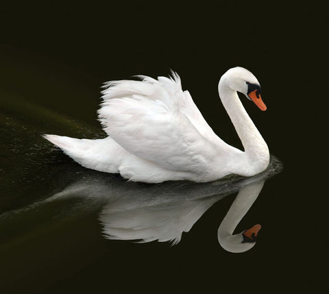 Swan 1 White Modern Wood Framed Art Print with Double Matting by Heine, Ben