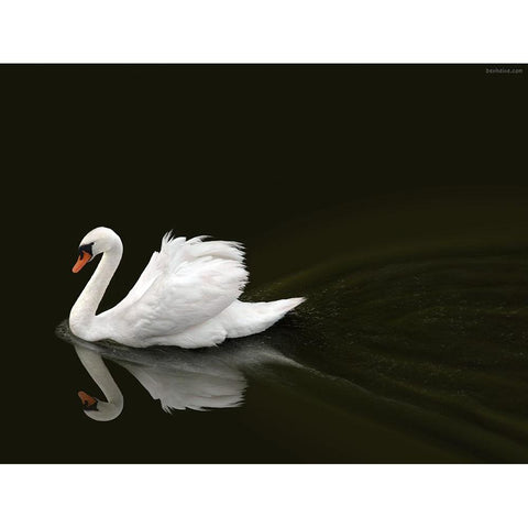 Swan 2 White Modern Wood Framed Art Print by Heine, Ben