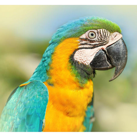 Thailand - 367 Gold Ornate Wood Framed Art Print with Double Matting by Heine, Ben