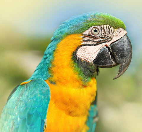 Thailand - 367 Black Ornate Wood Framed Art Print with Double Matting by Heine, Ben