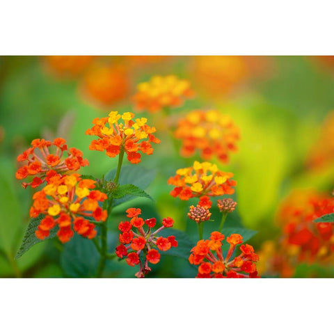 Tunisia 58 Black Modern Wood Framed Art Print by Heine, Ben