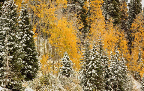 Autumn Wonderland At Rabbit Ears Pass White Modern Wood Framed Art Print with Double Matting by Sherrell, Bill