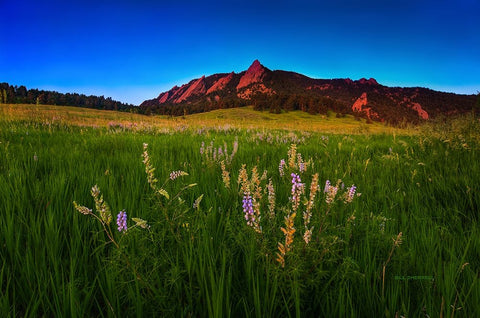Glowing Flatirons And Wildflowers Black Ornate Wood Framed Art Print with Double Matting by Sherrell, Bill
