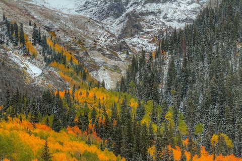 Mountains And Aspens White Modern Wood Framed Art Print with Double Matting by Sherrell, Bill