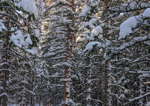 Snowbound Black Modern Wood Framed Art Print by Sherrell, Bill