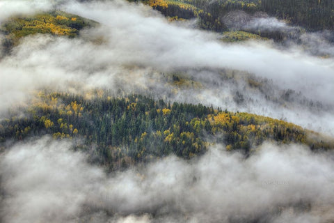 Aspen Forest In The Clouds Black Modern Wood Framed Art Print by Sherrell, Bill