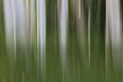 Aspen Forest In The Spring-Version 1 White Modern Wood Framed Art Print with Double Matting by Sherrell, Bill