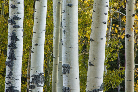 Aspen Trunks White Modern Wood Framed Art Print with Double Matting by Sherrell, Bill