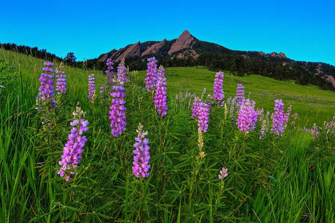 Spring Wildflowers At The Flatirons Black Modern Wood Framed Art Print by Sherrell, Bill