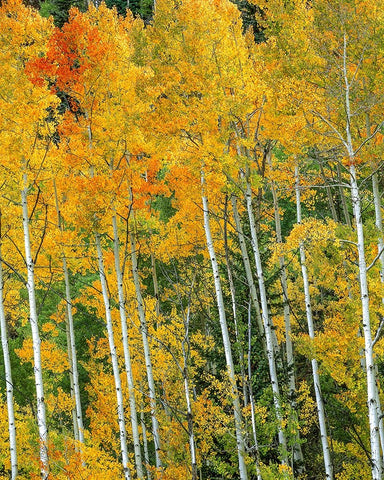 The Wonder Of Autumn White Modern Wood Framed Art Print with Double Matting by Sherrell, Bill