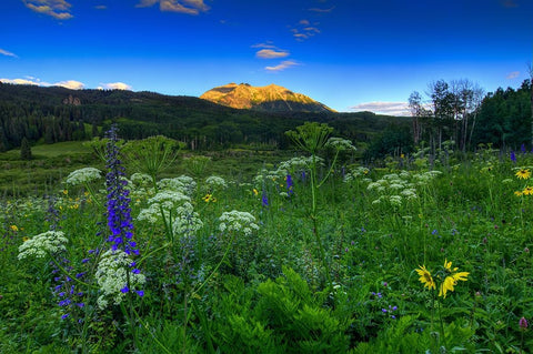 Wildflower Mountain Sunrise Black Modern Wood Framed Art Print by Sherrell, Bill