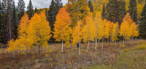 An Aspen Autumn White Modern Wood Framed Art Print with Double Matting by Sherrell, Bill