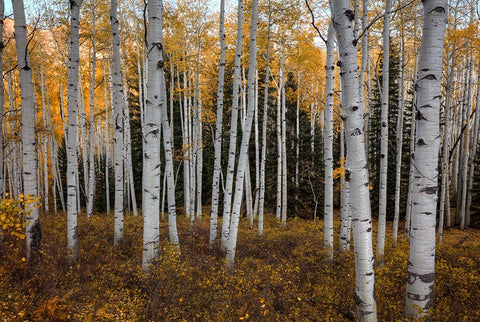 Aspen Forest In Autumn White Modern Wood Framed Art Print with Double Matting by Sherrell, Bill