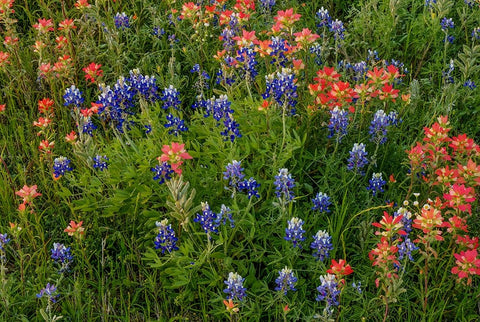 Bluebonnet And Indian Paintbrush Mix White Modern Wood Framed Art Print with Double Matting by Sherrell, Bill