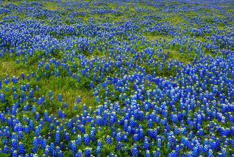 Bluebonnet Meadow Black Ornate Wood Framed Art Print with Double Matting by Sherrell, Bill