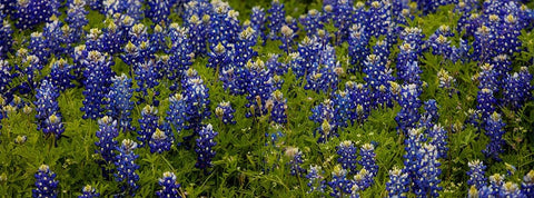 Bluebonnets - Pano White Modern Wood Framed Art Print with Double Matting by Sherrell, Bill