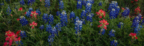 Bluebonnets and Indian Paintbrush - Pano 1 White Modern Wood Framed Art Print with Double Matting by Sherrell, Bill