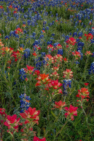 Bluebonnets and Indian Paintbrush 2 Black Modern Wood Framed Art Print by Sherrell, Bill