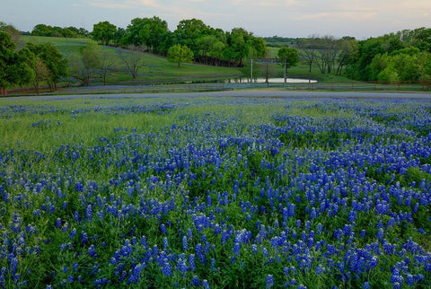 Bluebonnets at the Sugar Ridge Ranch White Modern Wood Framed Art Print with Double Matting by Sherrell, Bill