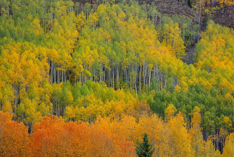 Colorful Aspen Forest Black Modern Wood Framed Art Print by Sherrell, Bill