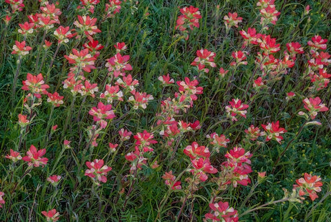 Indian Paintbrush Black Modern Wood Framed Art Print by Sherrell, Bill