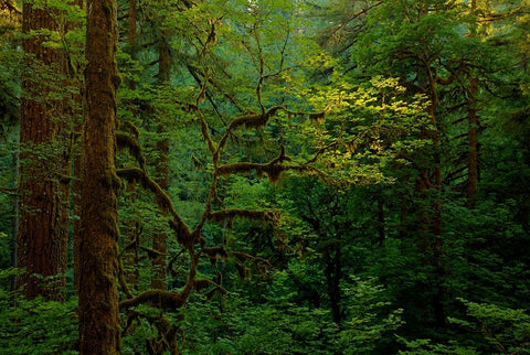 Light In A Dark Forest White Modern Wood Framed Art Print with Double Matting by Sherrell, Bill