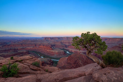 Lone Tree At Dead Horse Point White Modern Wood Framed Art Print with Double Matting by Sherrell, Bill