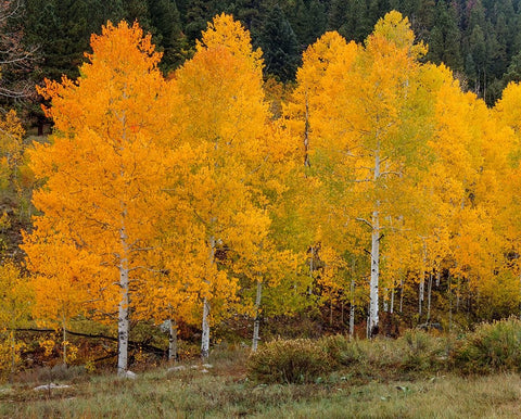 Vivid Aspens 2 Black Modern Wood Framed Art Print by Sherrell, Bill