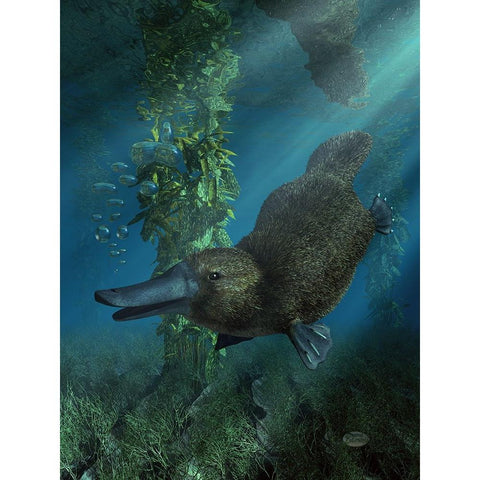 Platypus Black Modern Wood Framed Art Print with Double Matting by Eskridge, Daniel