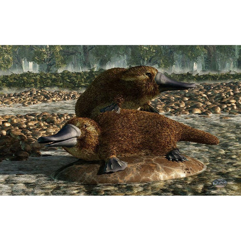 Platypuses White Modern Wood Framed Art Print by Eskridge, Daniel