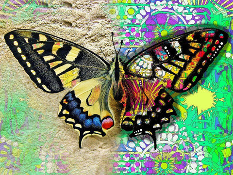 Exposed Butterfly White Modern Wood Framed Art Print with Double Matting by Dean Russo Collection