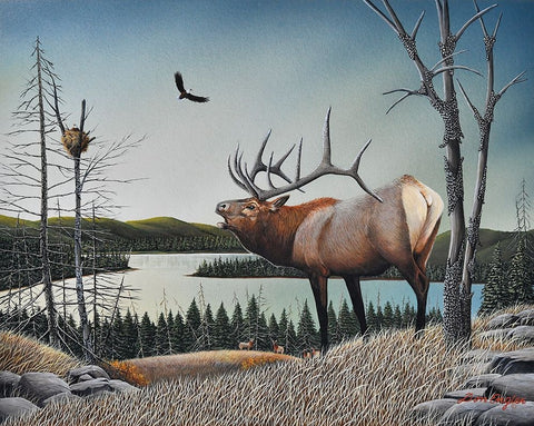 Bugling Elk White Modern Wood Framed Art Print with Double Matting by Engler, Don