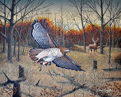 Red-Tailed Hawk White Modern Wood Framed Art Print with Double Matting by Engler, Don