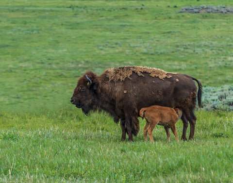 Baby Bison Nursing White Modern Wood Framed Art Print with Double Matting by Galloimages Online