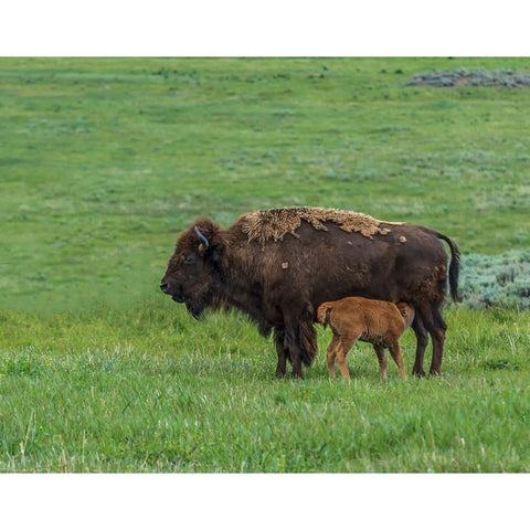Baby Bison Nursing Gold Ornate Wood Framed Art Print with Double Matting by Galloimages Online