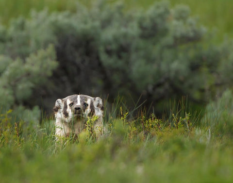 Badger Peek a Boo YNP Black Ornate Wood Framed Art Print with Double Matting by Galloimages Online