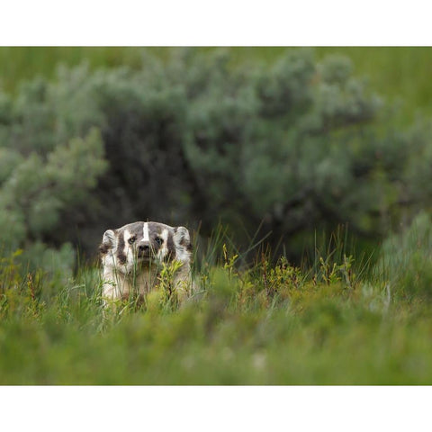 Badger Peek a Boo YNP Black Modern Wood Framed Art Print by Galloimages Online
